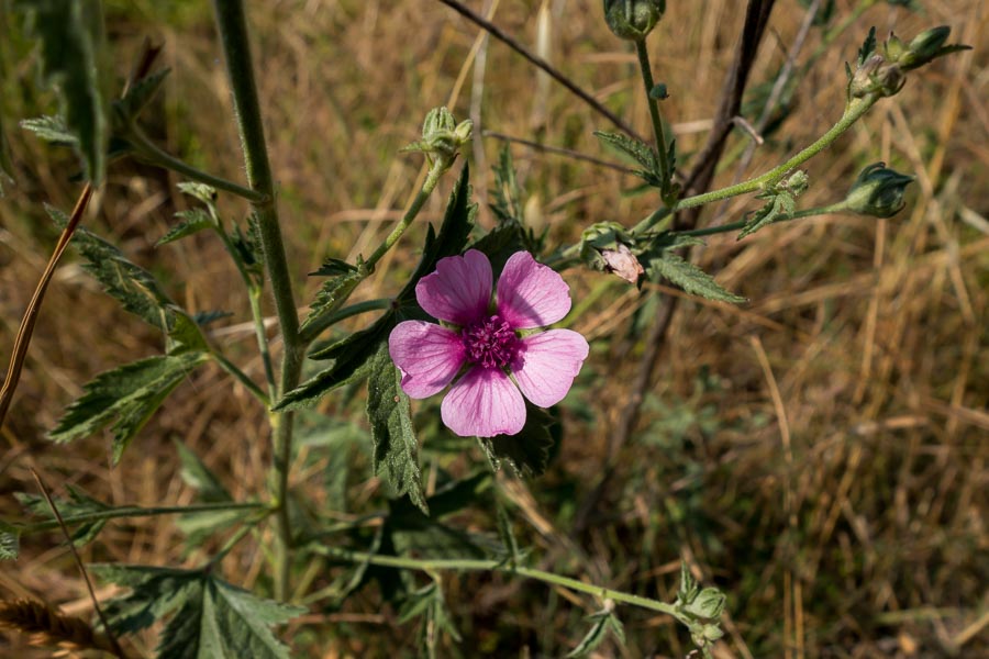 Althaea cannabina / Altea canapina